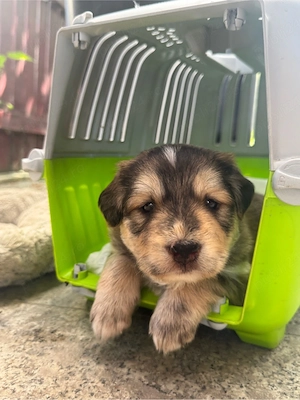 Adoptie responsabila pentru 3 puiuti de catel! 