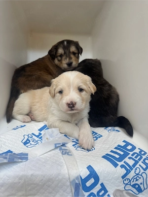 Adoptie responsabila pentru 3 puiuti de catel!  - imagine 3