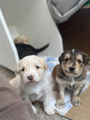 Adoptie responsabila pentru 3 puiuti de catel!  - imagine 2