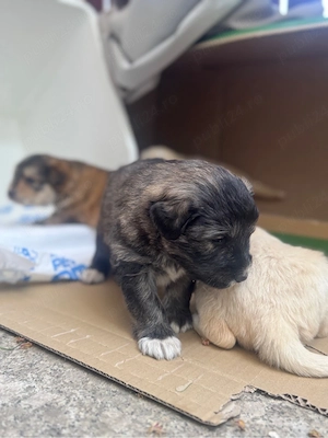 Adoptie responsabila pentru 3 puiuti de catel!  - imagine 5