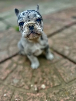 Buldog Francez