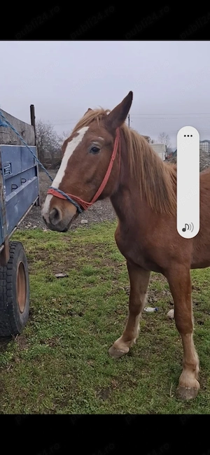 Vând mânză sargă cu formă de 2 anii