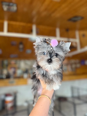 yorkshire terrier toy