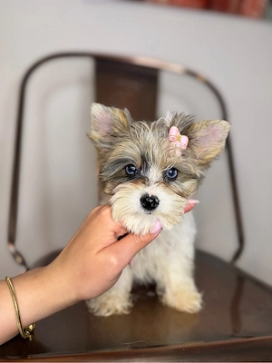 yorkshire terrier toy - imagine 2