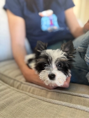 yorkshire terrier toy - imagine 3