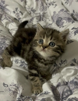 British Shorthair 