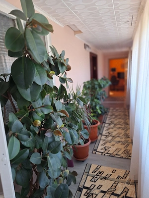 Casa in Smardan cu centrala termica si  utilitati la pret de apartament - imagine 3