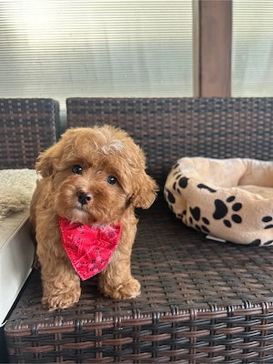 Maltipoo Toy f2 - imagine 2