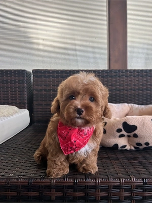 Maltipoo Toy f2 - imagine 3