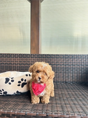 Maltipoo Toy f2 - imagine 4