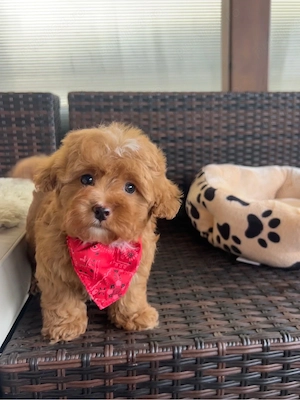 Maltipoo Toy f2