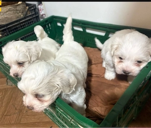 bichon maltez 