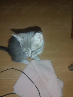 Ofer spre adopție 1 puiuț de pisica. 