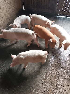 Purcei, 2 luni, preț 500 la 550ron