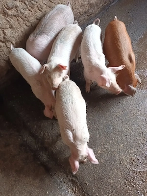 Purcei, 2 luni, preț 500 la 550ron