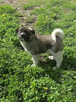 Akita American