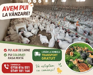   Avem Pui colorați rasa mixta 700g-800g 19 lei bc.  Pui albi de carne 1kg-1.2kg 18 lei bc  - imagine 3