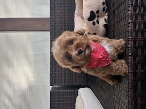 Maltipoo Toy F2 - imagine 2