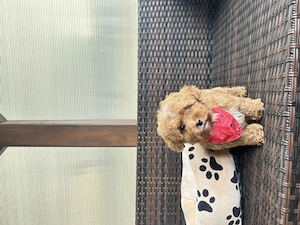 Maltipoo Toy F2 - imagine 4