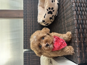 Maltipoo Toy F2