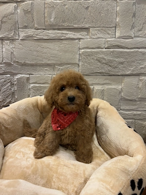 Pudel Toy Cu Pedigree