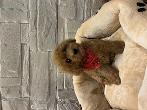 Pudel Toy Cu Pedigree - imagine 2