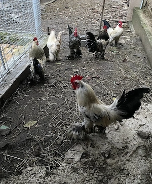 Vând cocoși Mii de Flori