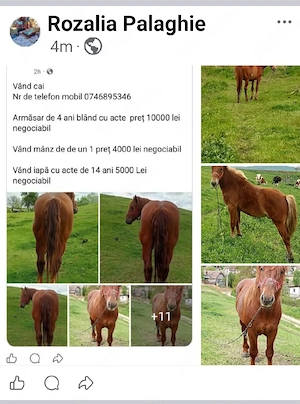 Vanzator de animale 