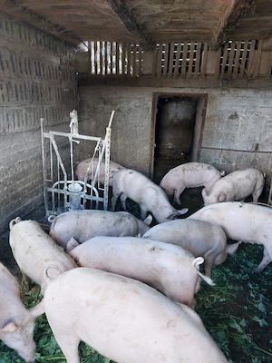 vînd grăsuni 