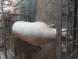 vind porci grași rasa duroc - imagine 2