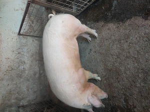 vind porci grași rasa duroc