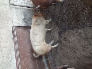 vind porci grași rasa duroc - imagine 4