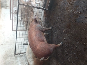 vind porci grași rasa duroc - imagine 3