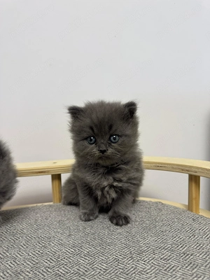 Pisici British Longhair  - imagine 4