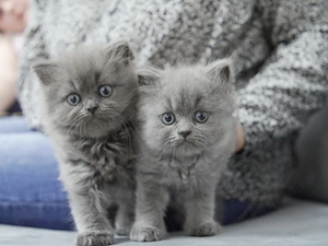 Pisici British Longhair 