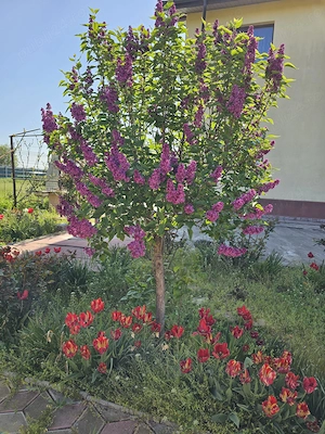 Vila P+E, 18 Km de Bucuresti-Adunatii Copaceni - imagine 8