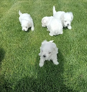 Bichonei maltez toy fetite si baietei