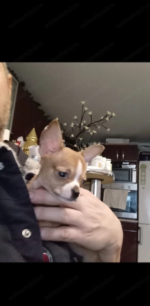 Cățel chihuahua mini - imagine 4