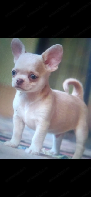 Cățel chihuahua mini - imagine 2