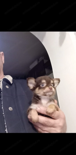 Cățel chihuahua mini - imagine 3