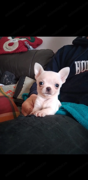 Cățel chihuahua mini