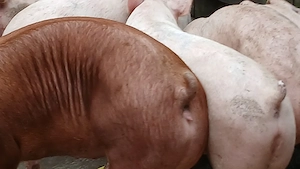 porci soldani 65-105 kg - imagine 7