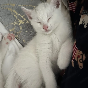 Khao Manne mama si tatal Angora turceasca 