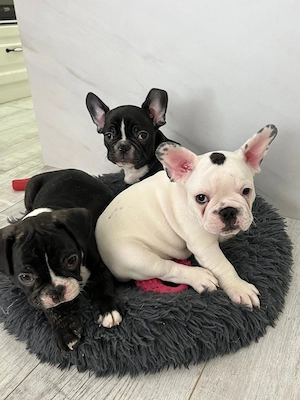 Vand pui Bulldog Francez