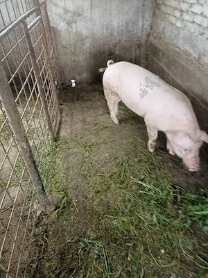 Purcea de rasă 