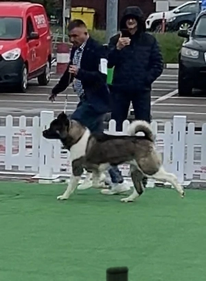 femela american akita