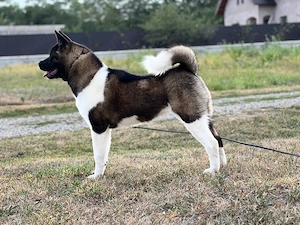 femela american akita - imagine 3