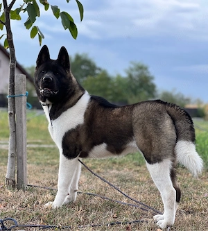 femela american akita - imagine 4