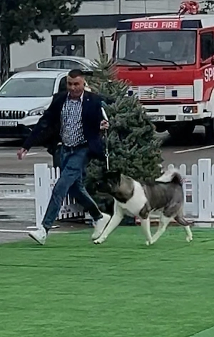 femela american akita - imagine 2