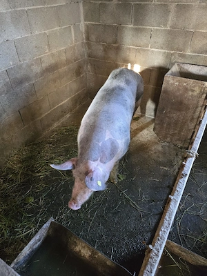 Disponibil scroafa Pietran! 